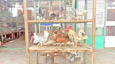 سوق الطيور في عدن.. (جُمعة) الباحثين عن الرزق والمتعة
